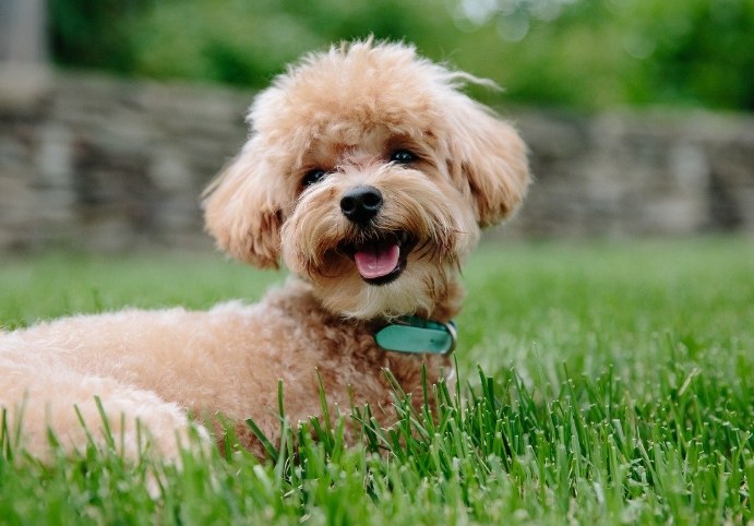 寵物領養平臺 寵物領養平臺