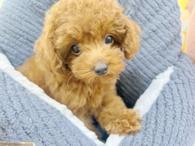 寵物領養平臺 寵物領養平臺