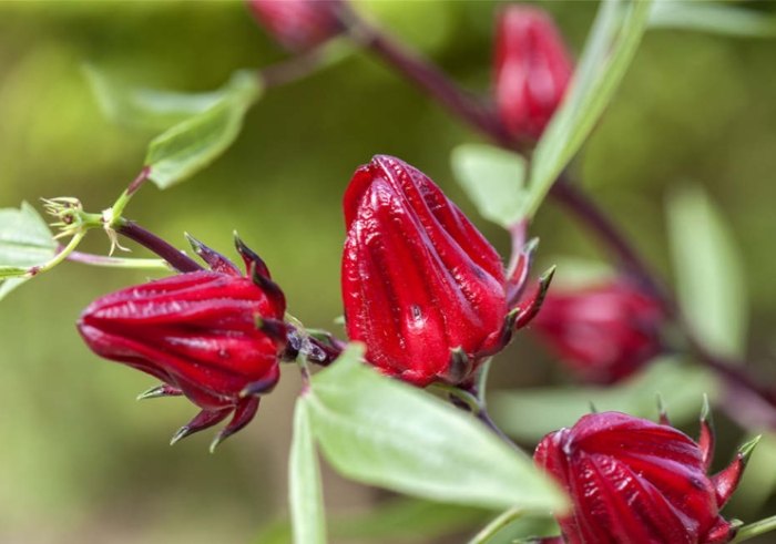 洛神花種植季節 洛神花種植季節
