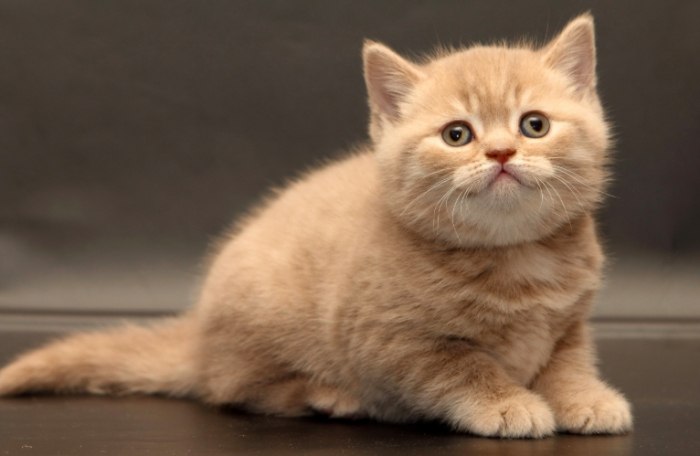 英國短毛貓領養流程