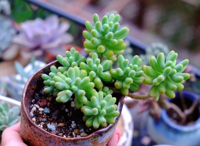 乙女心種植季節