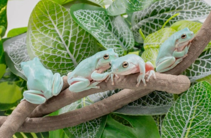 老爺樹蛙飼養環境 老爺樹蛙飼養環境