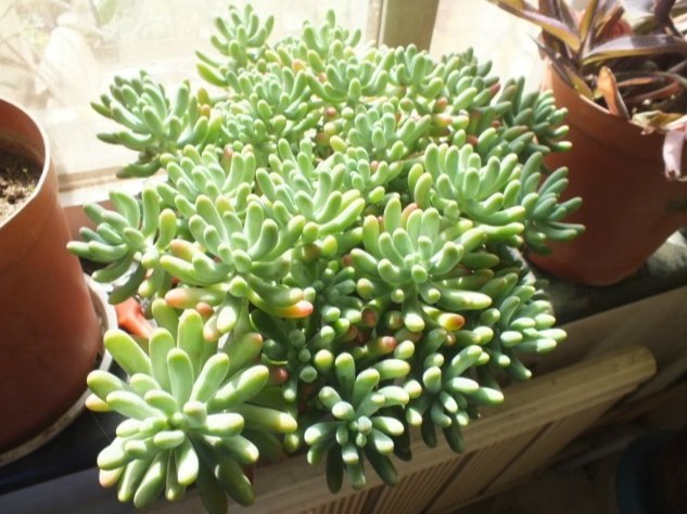 乙女心種植季節