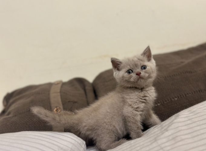 英國短毛貓領養平臺