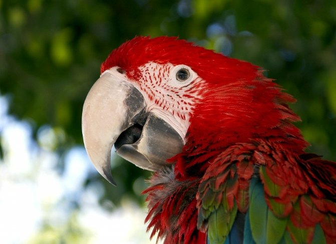 金剛鸚鵡飼養方法