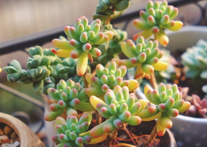 乙女心種植技術