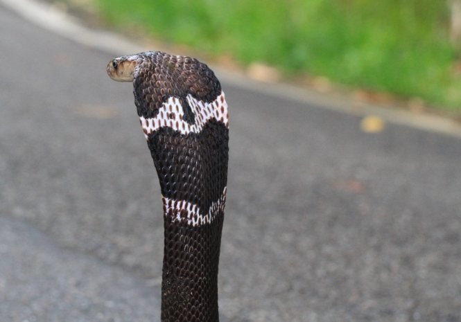 眼鏡蛇生活習性