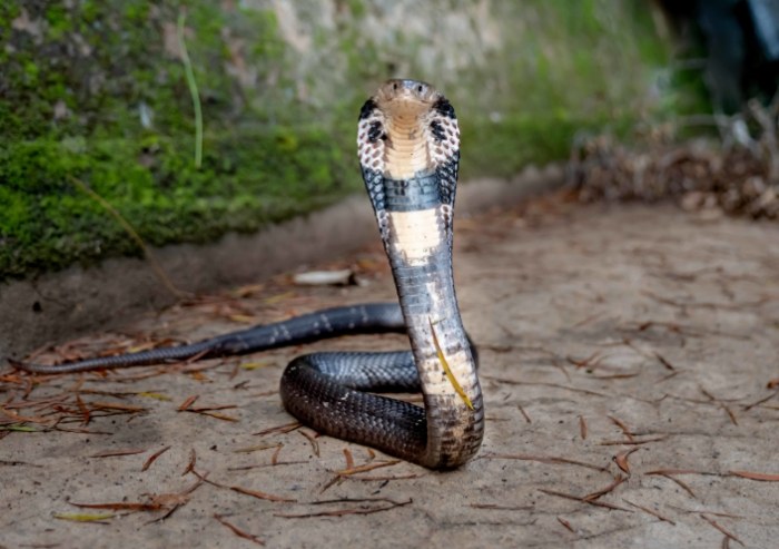 眼鏡蛇形態特徵