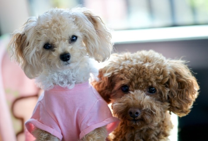 寵物領養平臺 寵物領養平臺