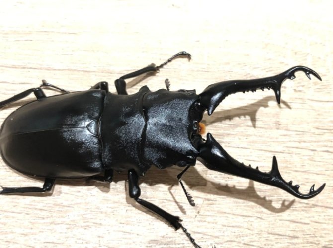 鍬形蟲飼養注意事項 鍬形蟲飼養注意事項