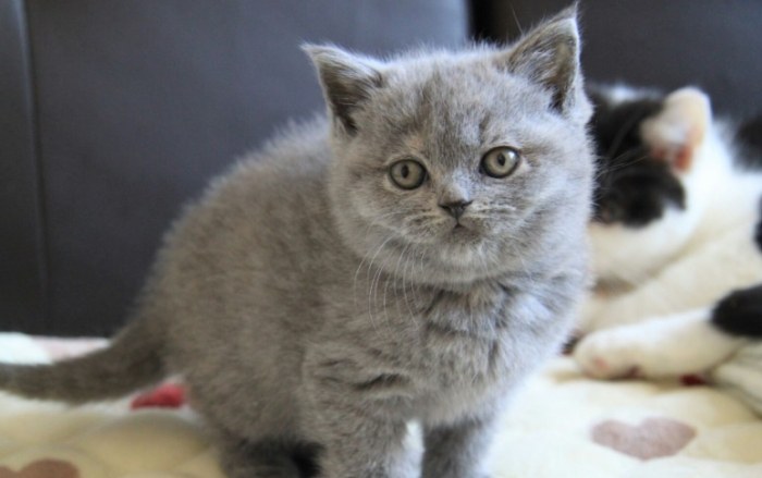 英國短毛貓領養準備