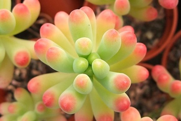 乙女心種植時間