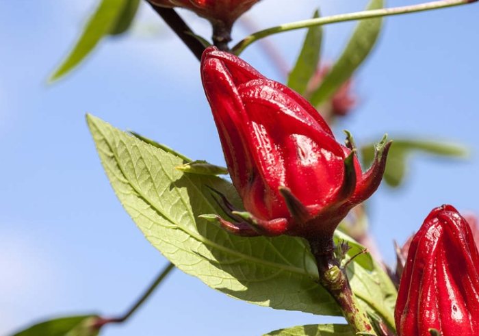 洛神花種植季節