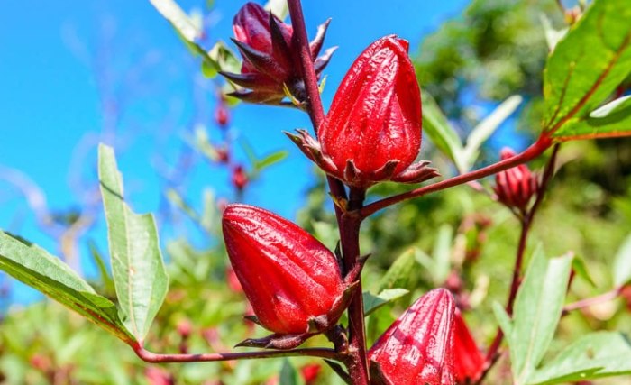 洛神花種植時間 洛神花種植時間