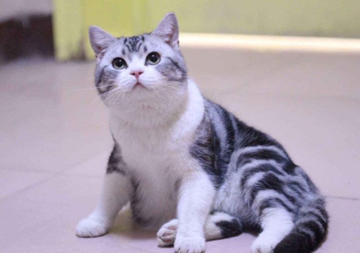 虎斑貓個性 虎斑貓個性