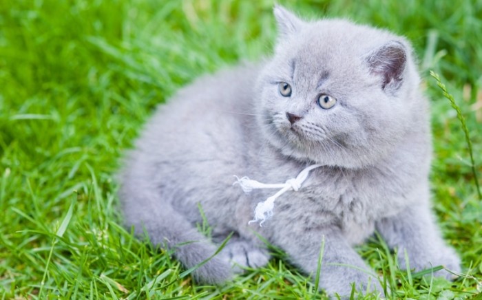 英國短毛貓領養注意事項