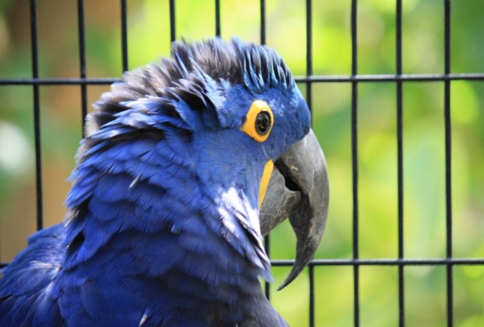金剛鸚鵡飼養環境