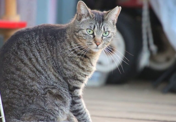 虎斑貓價格 虎斑貓價格