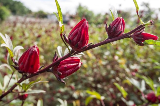 洛神花種植技術 洛神花種植技術