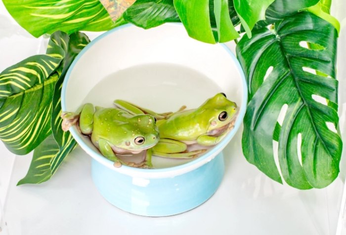 老爺樹蛙餵食 老爺樹蛙餵食