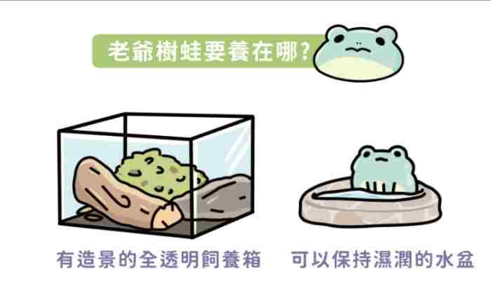 老爺樹蛙餵食 老爺樹蛙餵食