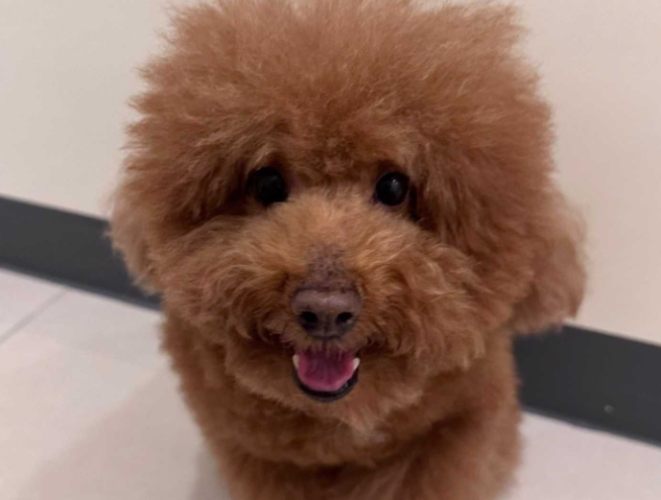 寵物領養平臺 寵物領養平臺