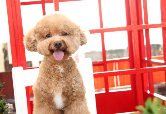 寵物領養平臺 寵物領養平臺