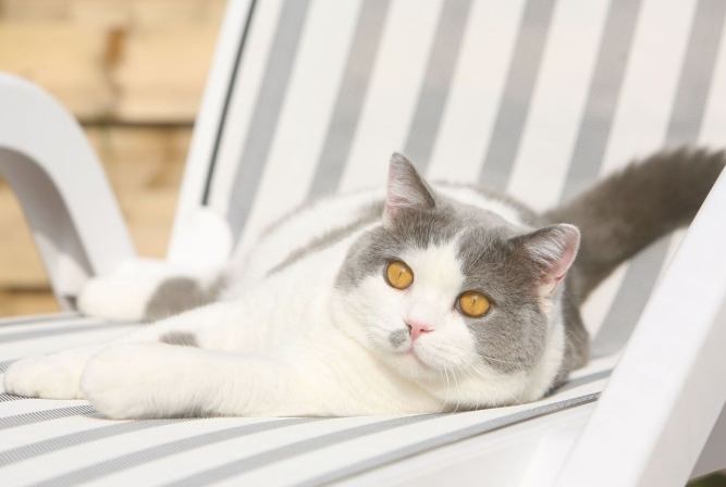 英國短毛貓領養平臺