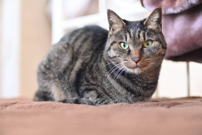 虎斑貓個性 虎斑貓個性