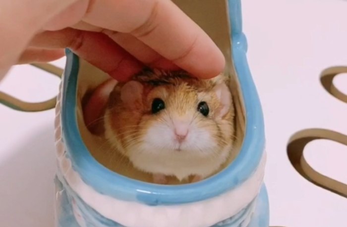 通心粉鼠飼養方法