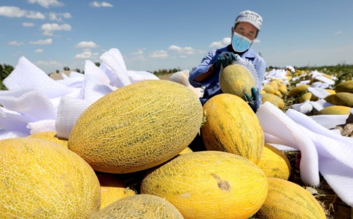 新疆必買伴手禮 新疆必買伴手禮