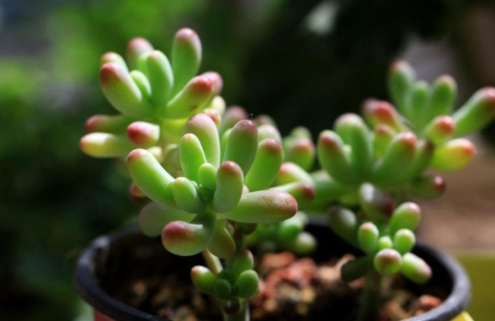 乙女心種植時間