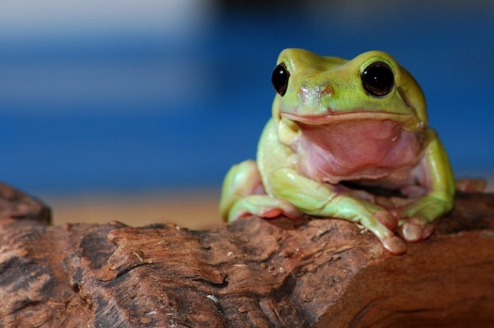 老爺樹蛙飼養環境 老爺樹蛙飼養環境