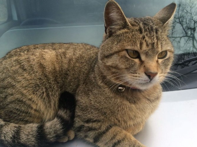 虎斑貓花紋 虎斑貓花紋