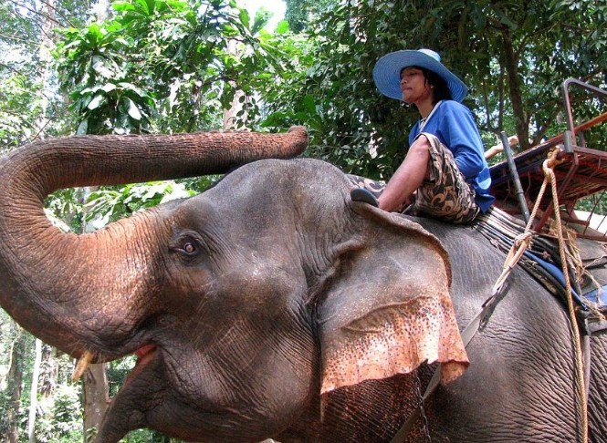 清邁租車 清邁租車