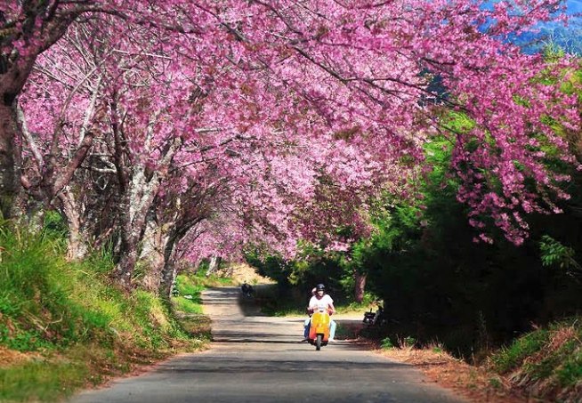 清邁租車 清邁租車