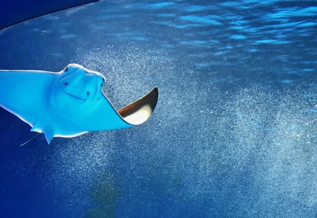 桃園有什麼好玩的