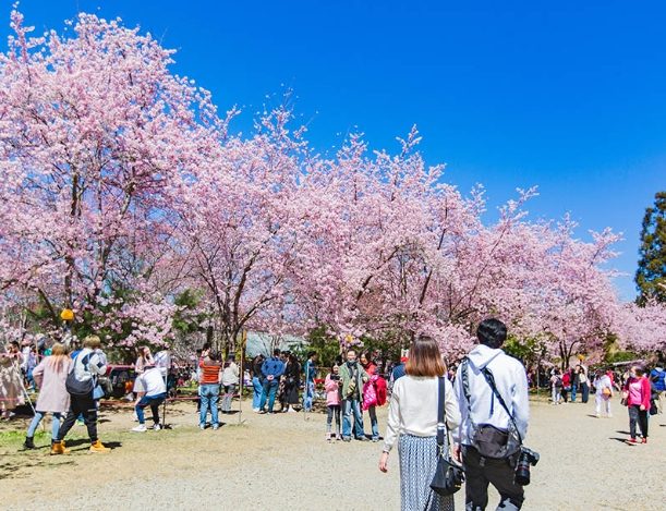 拉拉山神木群步道