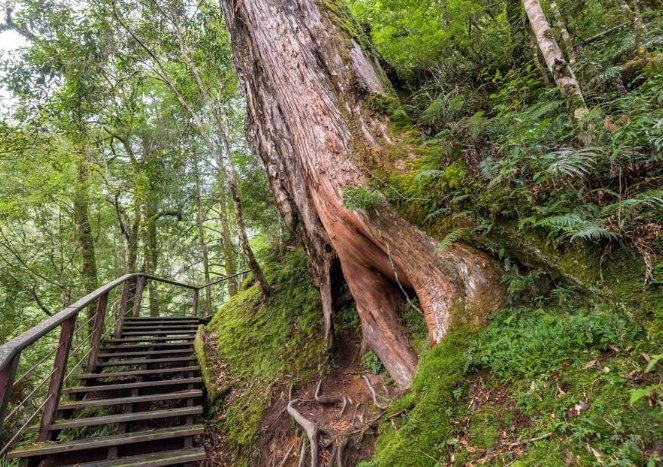 拉拉山神木群步道