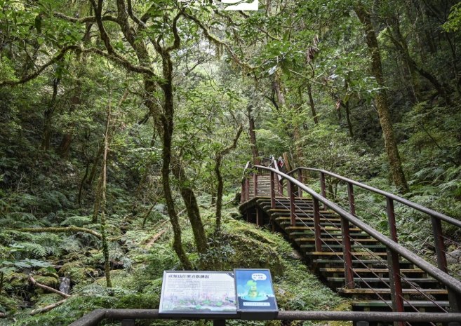 拉拉山神木群步道