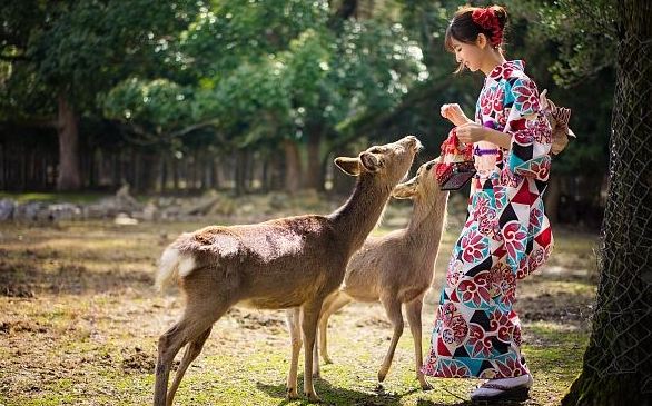 梅花鹿 日本