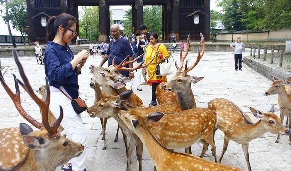餵鹿注意事項