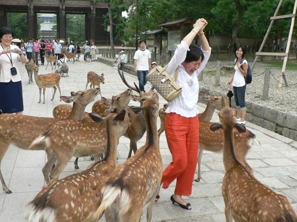 奈良餵鹿