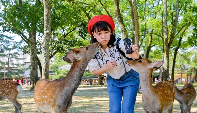 奈良餵鹿