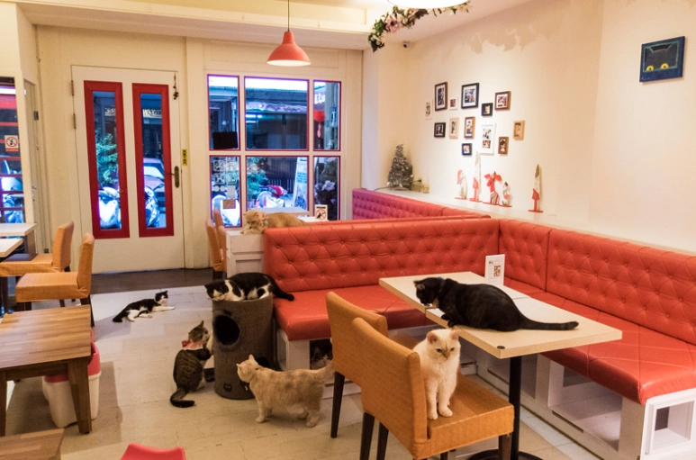 台中貓咪餐廳 台中貓咪餐廳