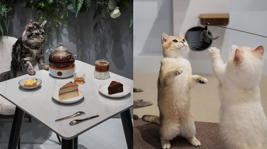 帶貓餐廳 台中 帶貓餐廳 台中